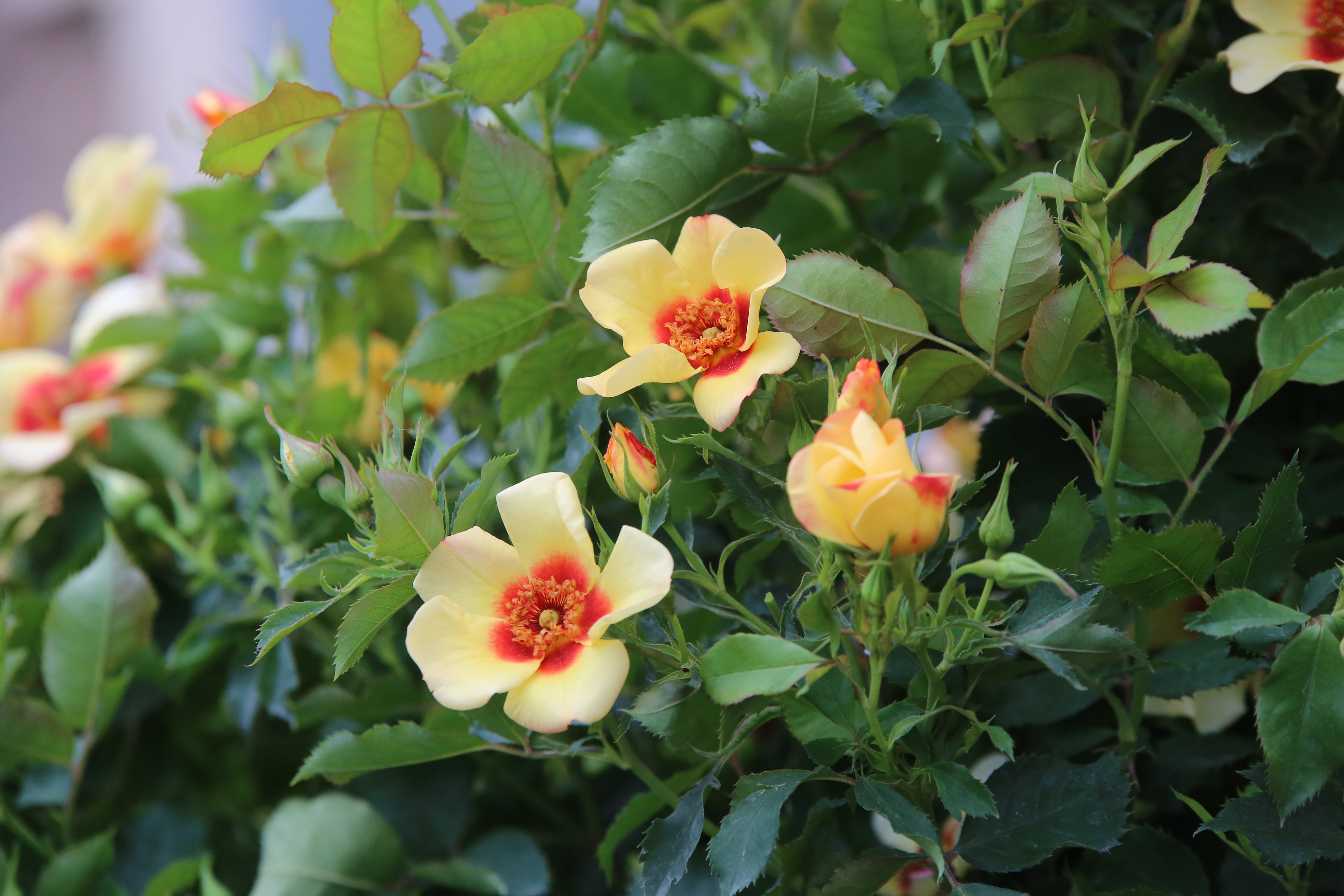 ©SUNFLOR - Primavera